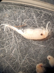 Eubranchipus intricatus