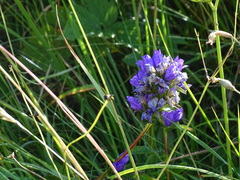 Campanula cervicaria