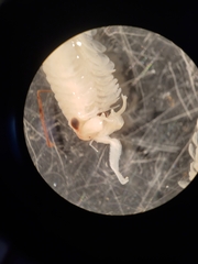 Eubranchipus intricatus