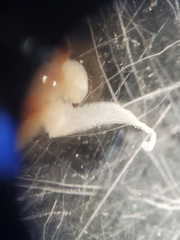 Eubranchipus intricatus