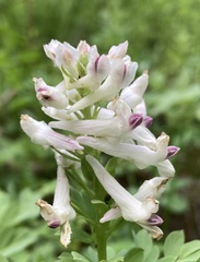Corydalis caseana cusickii
