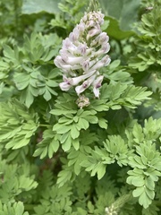 Corydalis caseana cusickii