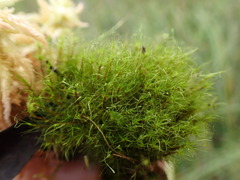 Dicranodontium denudatum