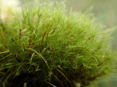 Dicranodontium denudatum