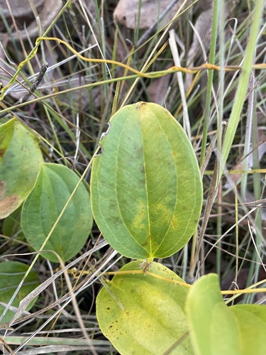 Smilax image