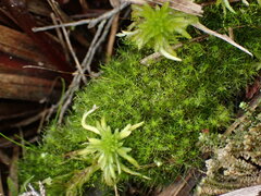 Dicranodontium denudatum