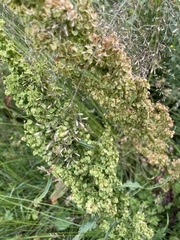Rumex