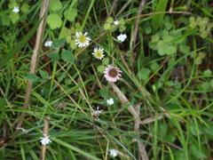 Erigeron morrisonensis