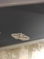 Ecleora solieraria