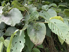 Cordia sulcata