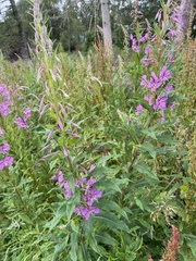 Chamaenerion angustifolium