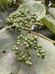 Cordia sulcata