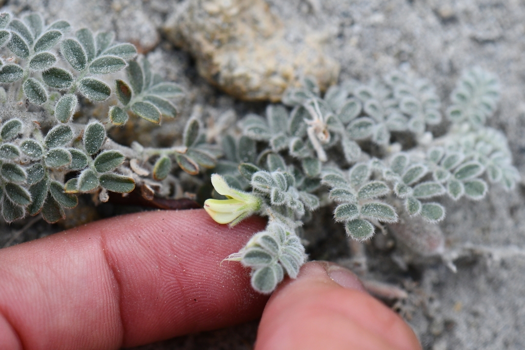 Chesneya depressa