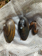 Pyganodon lacustris
