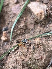 Sceliphron coromandelicum