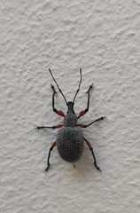 Otiorhynchus rhacusensis