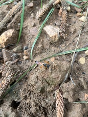 Sceliphron coromandelicum