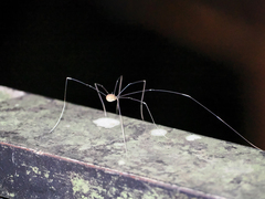 Pseudogagrella splendens