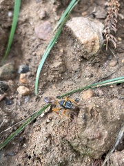 Sceliphron coromandelicum