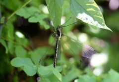 Ascalohybris subjacens