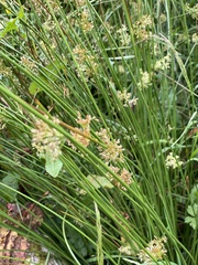 Juncus effusus
