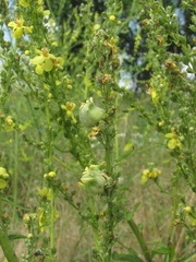 Asphondylia verbasci