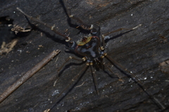 Sadocus asperatus
