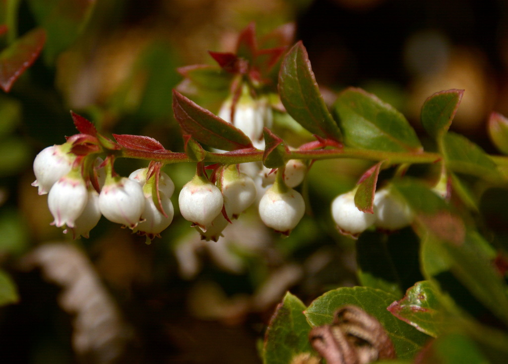 Vaccinium griffithianum (Vaccinium griffithianum)
