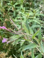 Epilobium