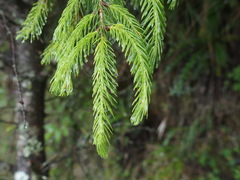 Picea morrisonicola