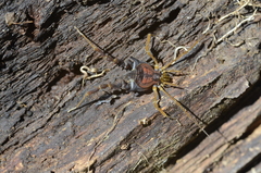 Neogonyleptes docilis