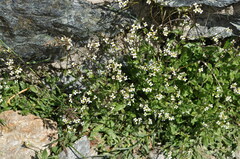 Cardamine bellidifolia