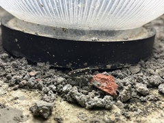Cosmodela intermedia
