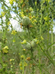 Asphondylia verbasci