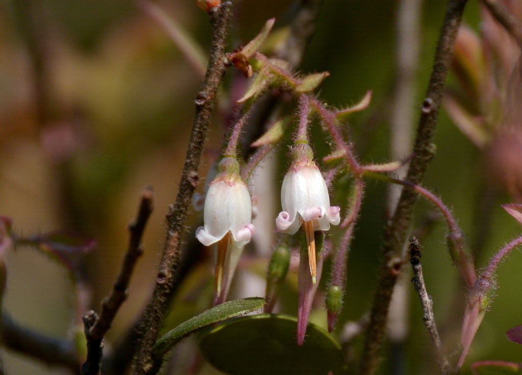 Agapetes saxicola