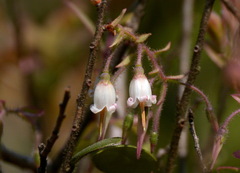 Agapetes saxicola