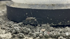 Cosmodela intermedia