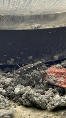 Cosmodela intermedia