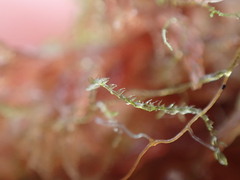 Fuscocephaloziopsis lunulifolia