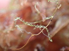 Fuscocephaloziopsis lunulifolia