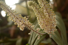 Mycaranthes floribunda