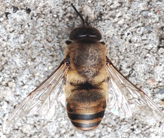 Apis mellifera