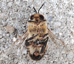 Apis mellifera