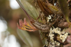 Bulbophyllum spathulatum