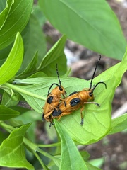Stibara tetraspilota