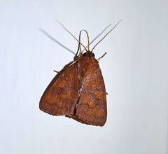 Calymera