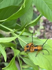 Stibara tetraspilota