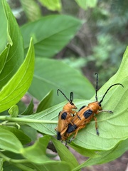 Stibara tetraspilota