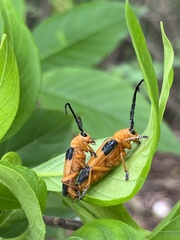 Stibara tetraspilota