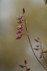 Bulbophyllum minutius